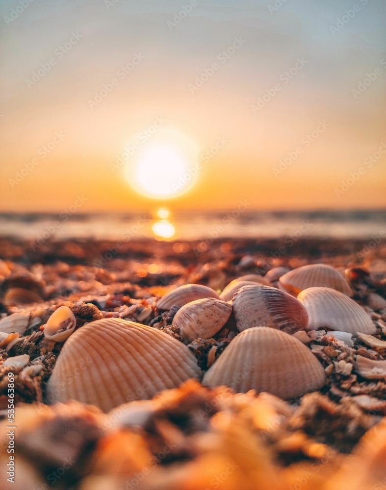 Fototapeta premium Vertical shot of beautiful seashells near the sea at sunset