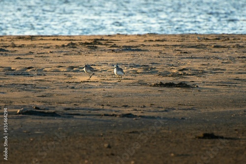 Pair of knots walking on a sandy beach