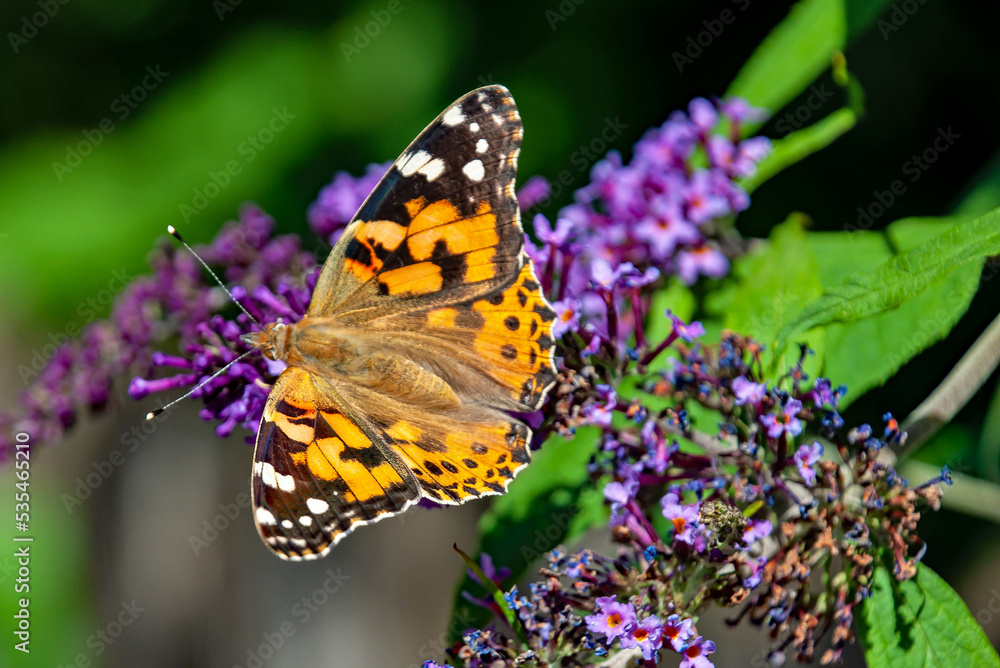 Ein Distelfalter besucht den Sommerflieder. Ein Distelfalter besucht den Sommerflieder.