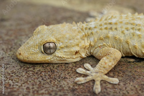 Closeup on a light colored adult European Common wall gecko, Tarentola mauritanica photo