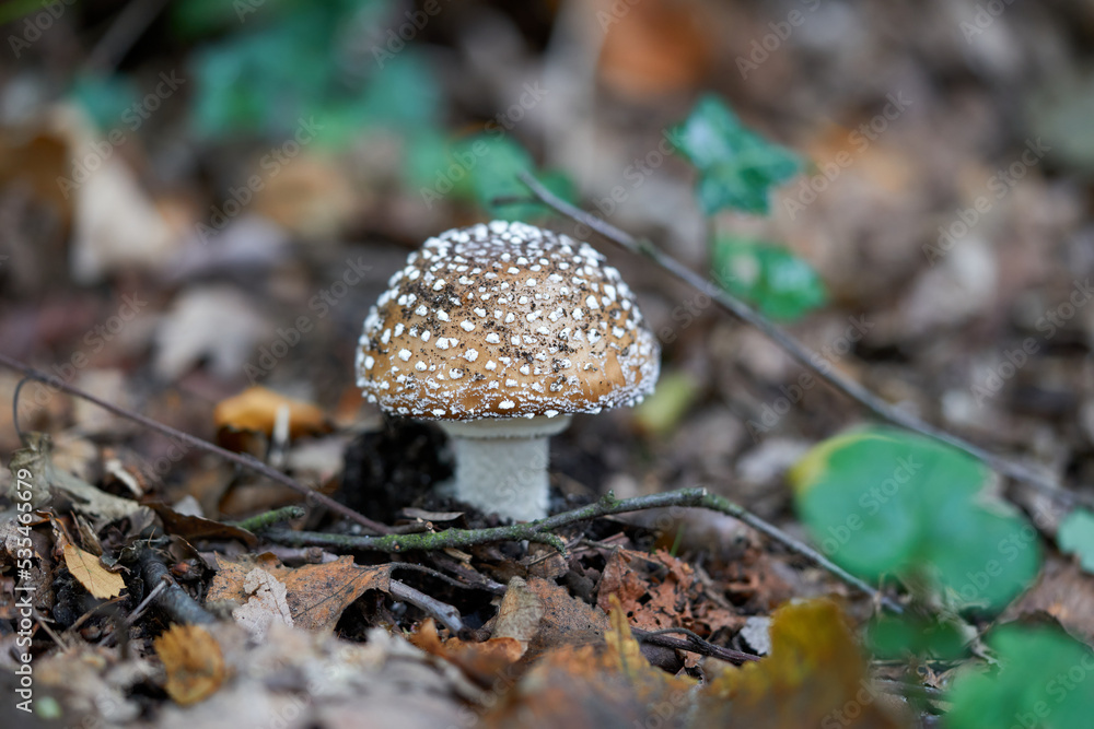 Young mushroom flies and yellow leaves in the background. Young mushroom flies and yellow leaves in the background.