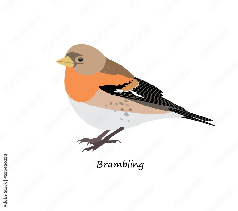 Brambling isolated on white background. Vector illustration Brambling isolated on white background. Vector illustration