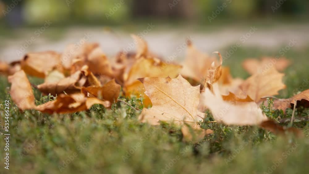 Dry fallen maple leaves lay on the green grass in the park. Slow motion. Dry fallen maple leaves lay on the green grass in the park. Slow motion.