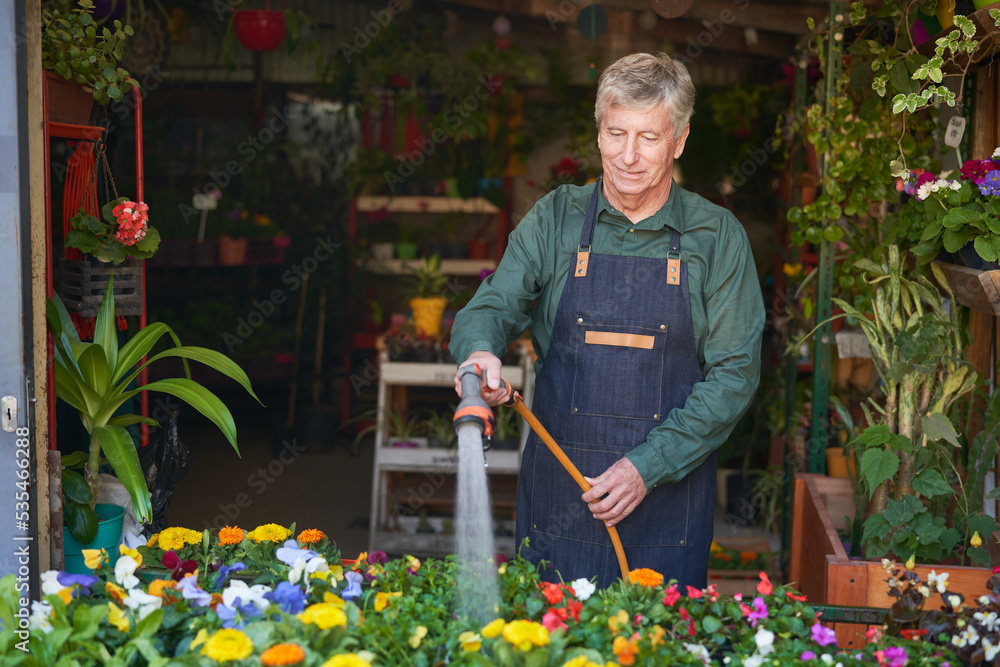 Kompetenter Gärtner beim Blumen gießen in der Gärtnerei Stock Photo
