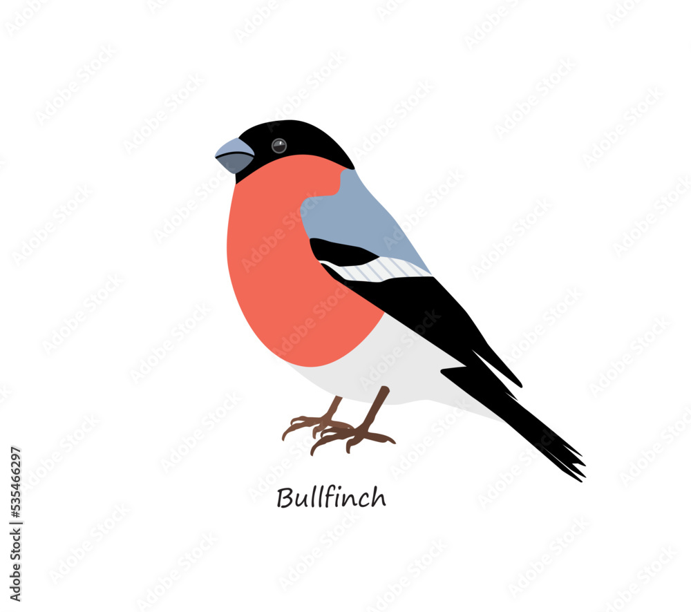 Obraz premium Bullfinch isolated on white background. Vector illustration