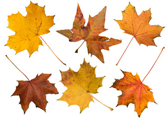Isolated autumn leaves