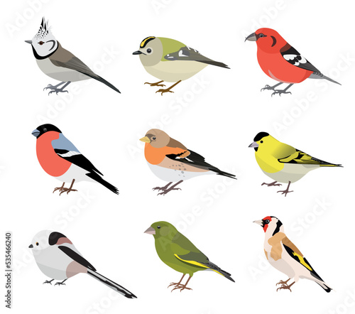 Set of winter songbirds isolated on white background. Vector illustration