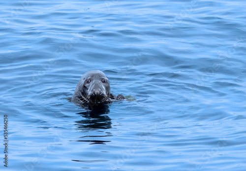 Closeup of a seal (Pinniped) on the shores of Heimaey island, Vestmannaeyjar (Westman) archipelago, Iceland. The seal population in the ocean of Iceland is on the increase.