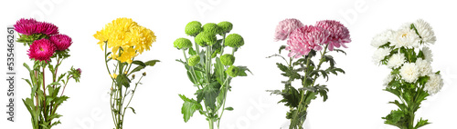 Foto Set of beautiful chrysanthemum flowers isolated on white