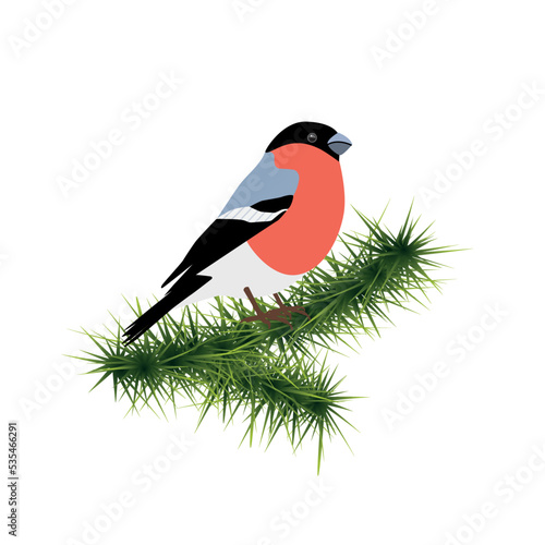 Bullfinch on branch of spruce tree isolated on white background. Vector illustration