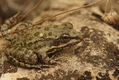 Closeup on a Mediterranean small pool frog, Pelophylax lessonae photo