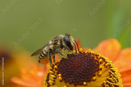 Colorful closeup on a Patchwork leafcutter bee, Megachile centuncularis on orange flowers photo