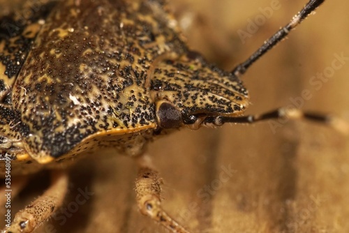 Extreme macro closeup on the head of a mottled shieldbug, Rhaphigaster nebulosa photo