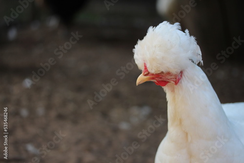 White crested chicken head. Farm bird countryside.
