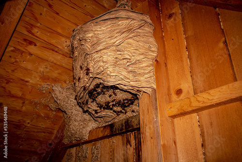 grosses Hornissen Nest