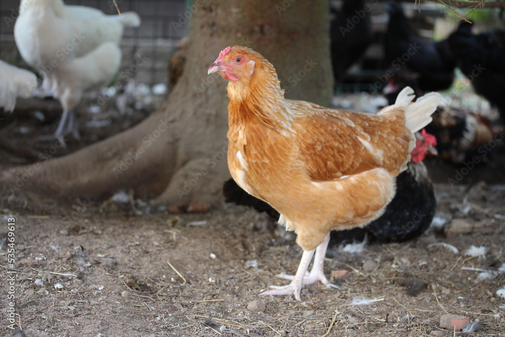 Fototapeta premium Brown chicken. Poultry yard on the village.