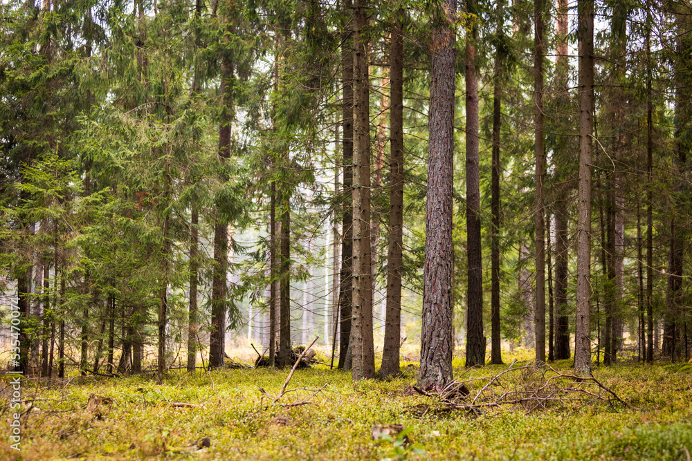 A beautiful natural forest in the Knyszyn Forest A beautiful natural forest in the Knyszyn Forest