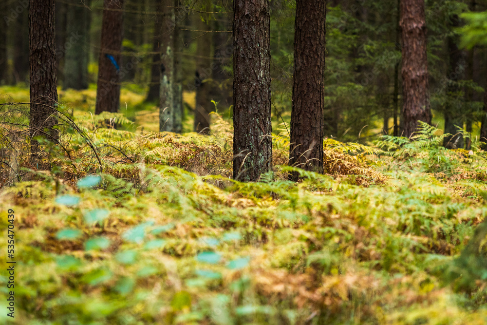 A beautiful natural forest in the Knyszyn Forest A beautiful natural forest in the Knyszyn Forest