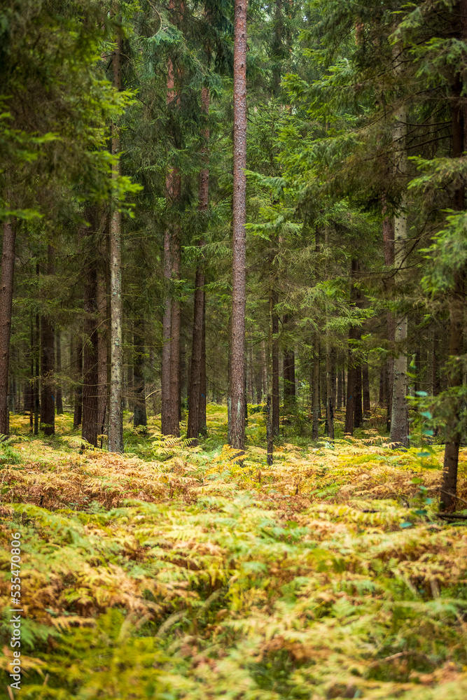 A beautiful natural forest in the Knyszyn Forest A beautiful natural forest in the Knyszyn Forest