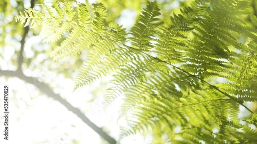 Ferns swaying in the wind, lush vegetation on bright sunlight, Close up photo