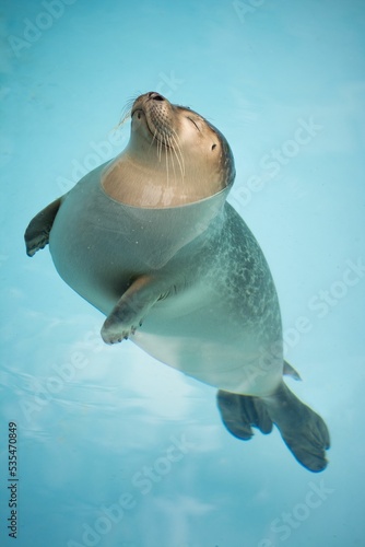Vertical closeup shot of a ross seal (Ommatophoca rossii) enjoying the sun at a zoo park