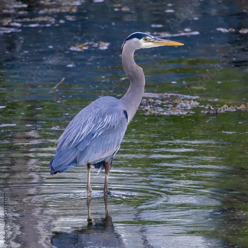 Vertical shot of a grey heron (Ardea cinerea), a long-legged wading bird of the heron family