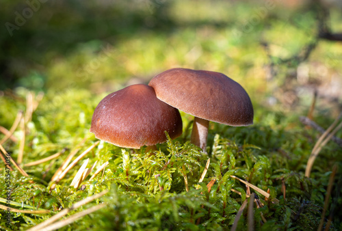 two brown friendly mushrooms in the forest on a background of green moss