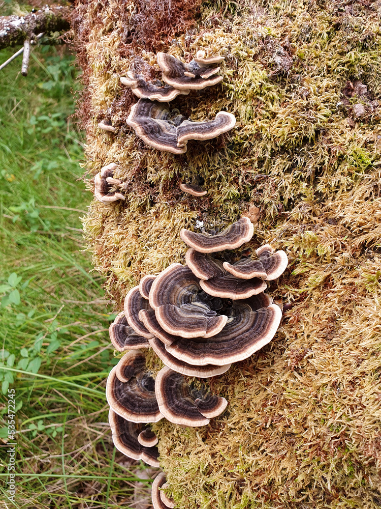 Dark brown wood fungus on mossy log, overhead view.
Aerial view of some mushroom leaves growing on the damp wood of a thick branch of a tree. Brown moss covers the plant and the grass floor. Dark brown wood fungus on mossy log, overhead view.
Aerial view of some mushroom leaves growing on the damp wood of a thick branch of a tree. Brown moss covers the plant and the grass floor.