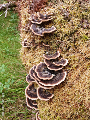Dark brown wood fungus on mossy log, overhead view. Aerial view of some mushroom leaves growing on the damp wood of a thick branch of a tree. Brown moss covers the plant and the grass floor.