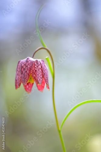 Fritillaria Meleagris in bloom