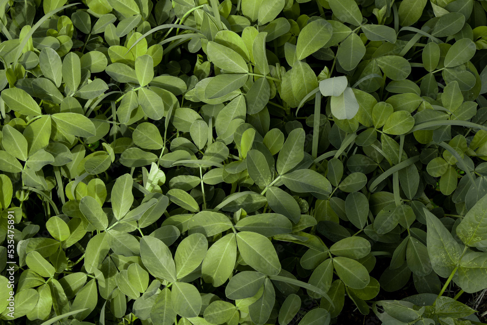 Obraz premium Nature Background Peanuts Leaf