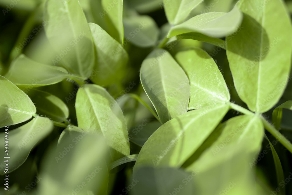 Nature Background Peanuts leaf