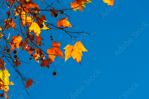 Autumnal and foliage background. Backlit sycamore brown, orange, yellow and red leaves with blue sky and copy space