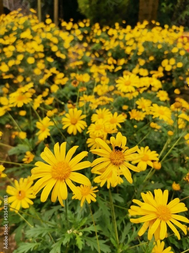 Beautiful shot of golden daisy flowers on a summer day photo