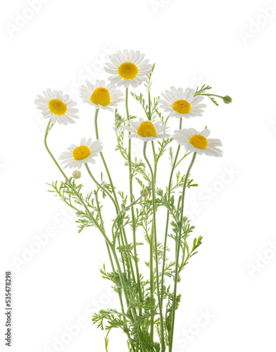 Chamomiles daisy flower isolated on white background without shadow with clipping path © azure