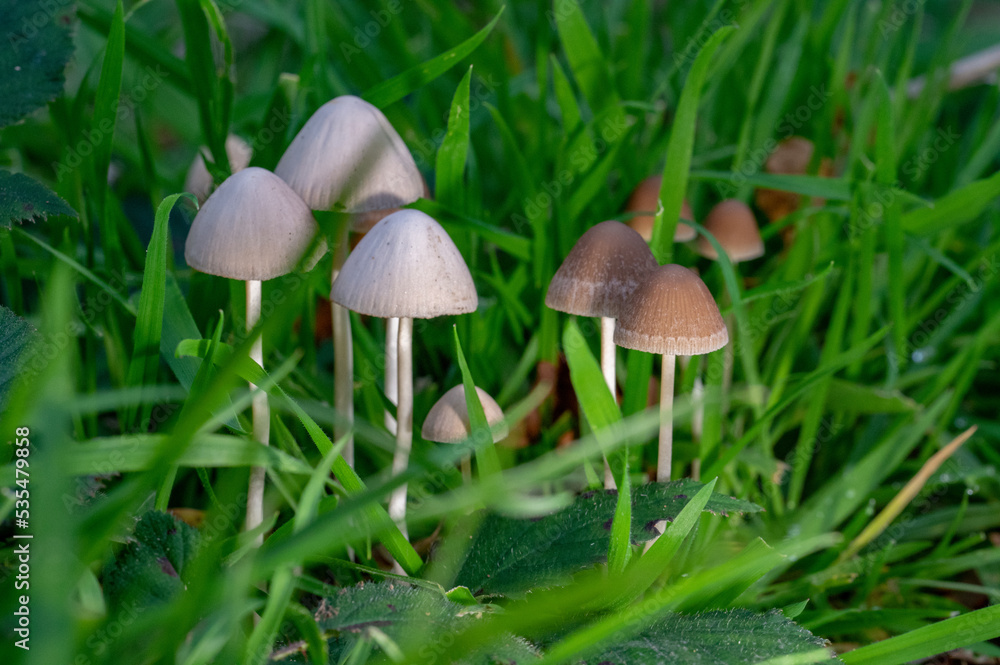 Newly emerged mushrooms in grass Newly emerged mushrooms in grass