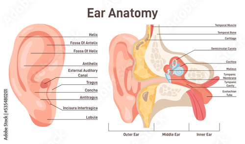 Ear anatomy. Human sound organ anatomical structure, outer,