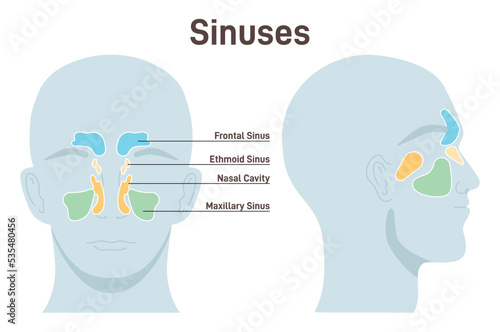 Nasal sinuses. Healthy nasal cavity paired air-filled spaces. Frontal, ethmoid,