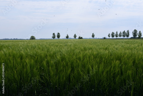 Beautiful crops in the field 