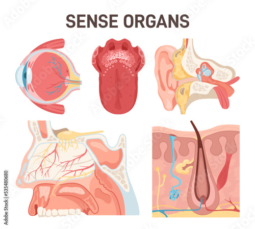 Five human senses organs set. Smell of nose, eye sight, ear, touch of skin