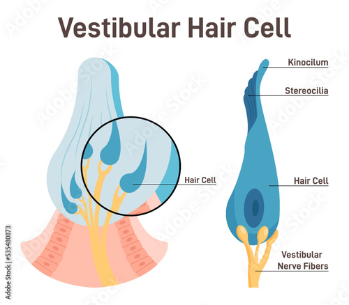 Vestibular hair cell. Inner ear ampullary cupula providing the sense