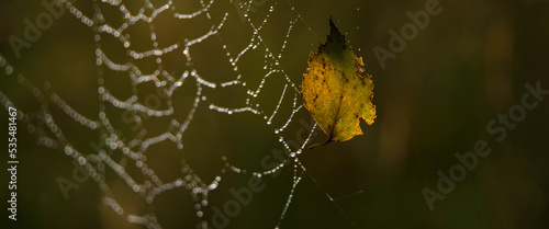 
BIRCH LEAF - Golden autumn on a spider web in drops of morning dew
 photo
