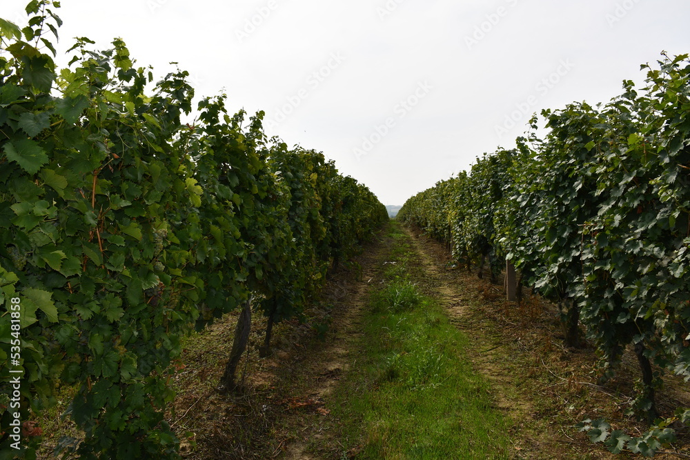 Vineyard rows, outdoors, cultivated 