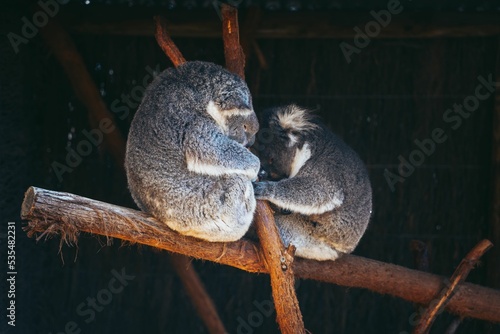 Photography Pair of koalas in a zoo - Phascolarctos cinereus
