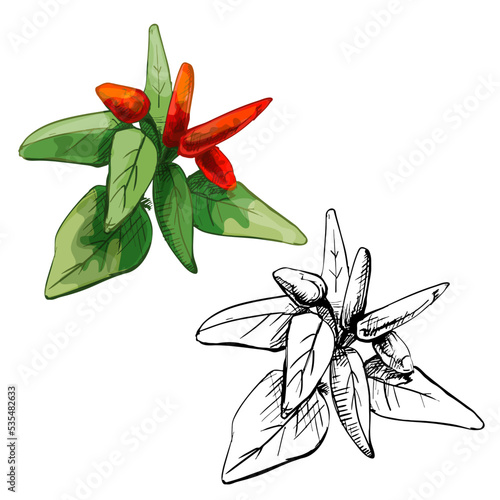 Branch of tabasco pepper with leaf and fetus. Vintage vector hatching