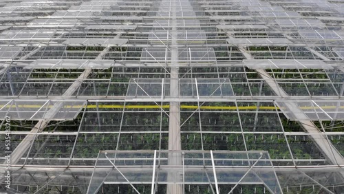 Wallpaper Mural Aerial View Flying Over Large Greenhouse With Vegetables, Greenhouse With Transparent Glass Roof. Modern High-tech Greenhouse View From Above. Aerial View Large Industrial Technology Greenhouses. Torontodigital.ca