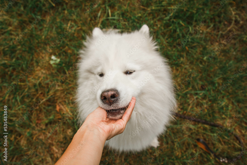 Funny dog playing with owner. Samoyed dog playing with hand outdoor. Dog with open mouth
