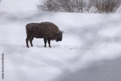 żubr bison #535483886