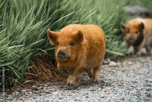 Closeup of orange Kunekune pigs walking in a green meadow. photo