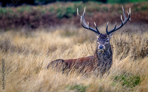 Reclining stag - resting in the rut